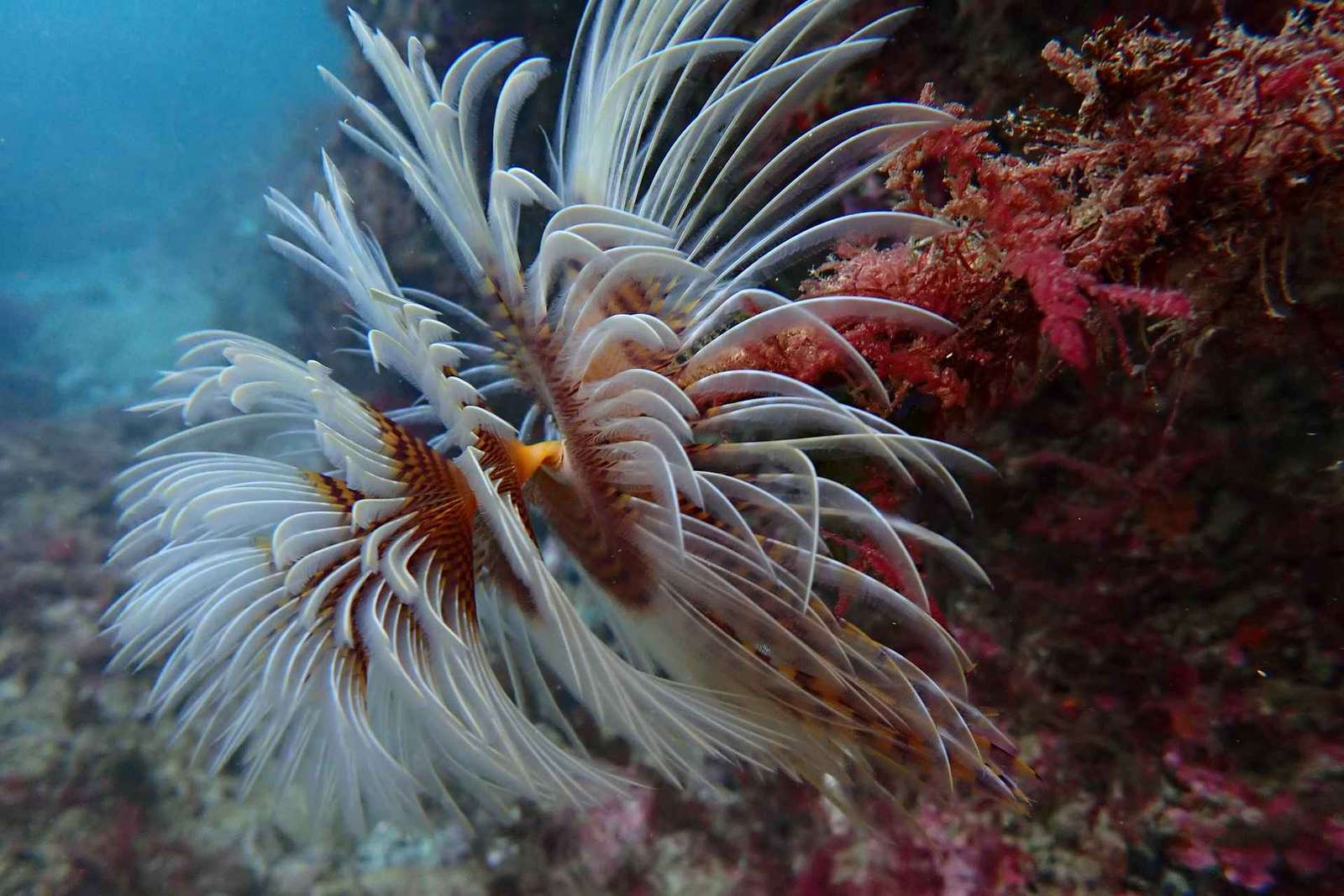 Sesimbra : expérience de plongée sous-marine avec photos incluses