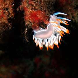 Sesimbra : expérience de plongée sous-marine avec photos incluses