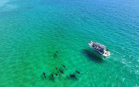 Setúbal : Tour en bateau pour l'observation des dauphins