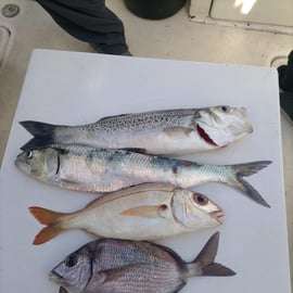 Excursion de pêche d'une demi-journée