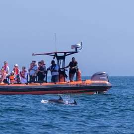Cascais : Observation des dauphins