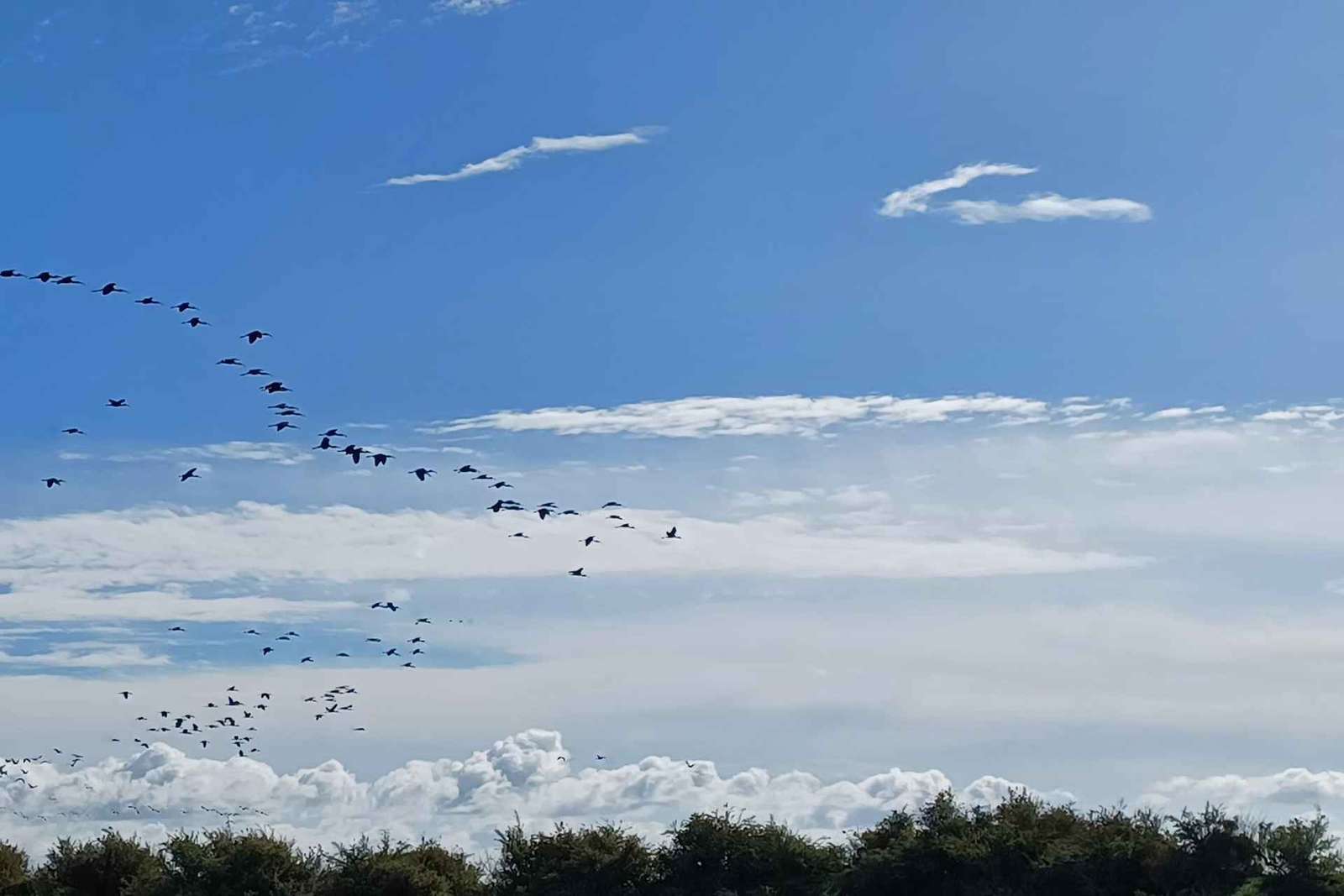 Lisbonne : Tour en bateau pour l'observation des oiseaux dans la réserve naturelle de l'estuaire du Tage