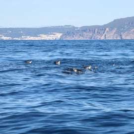 Lisbonne : safari océanique avec des biologistes marins