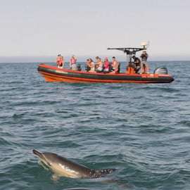 Cascais : Observation des dauphins