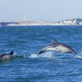 Lisbonne : Tour en bateau pour l'observation des dauphins