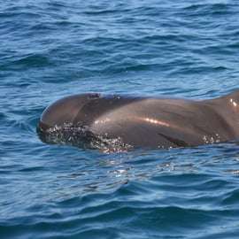 Sesimbra : Tour en bateau pour observer les dauphins avec un guide biologiste
