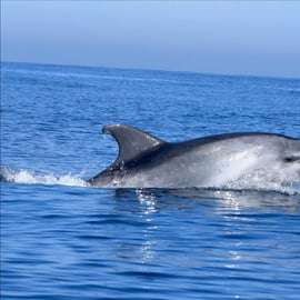Cascais : Observation des dauphins en bateau à moteur