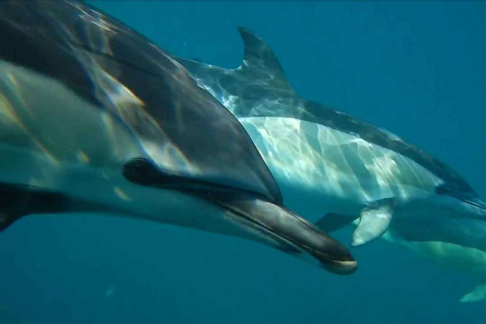 Lisbonne : Observation des dauphins avec un biologiste marin