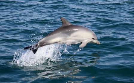 Cascais : Observation des dauphins en bateau à moteur