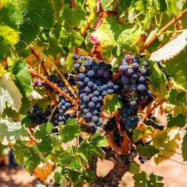 Lisbonne : Excursion d'une journée à Arrábida et Sesimbra avec vin