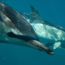 Lisbonne : Observation des dauphins avec un biologiste marin